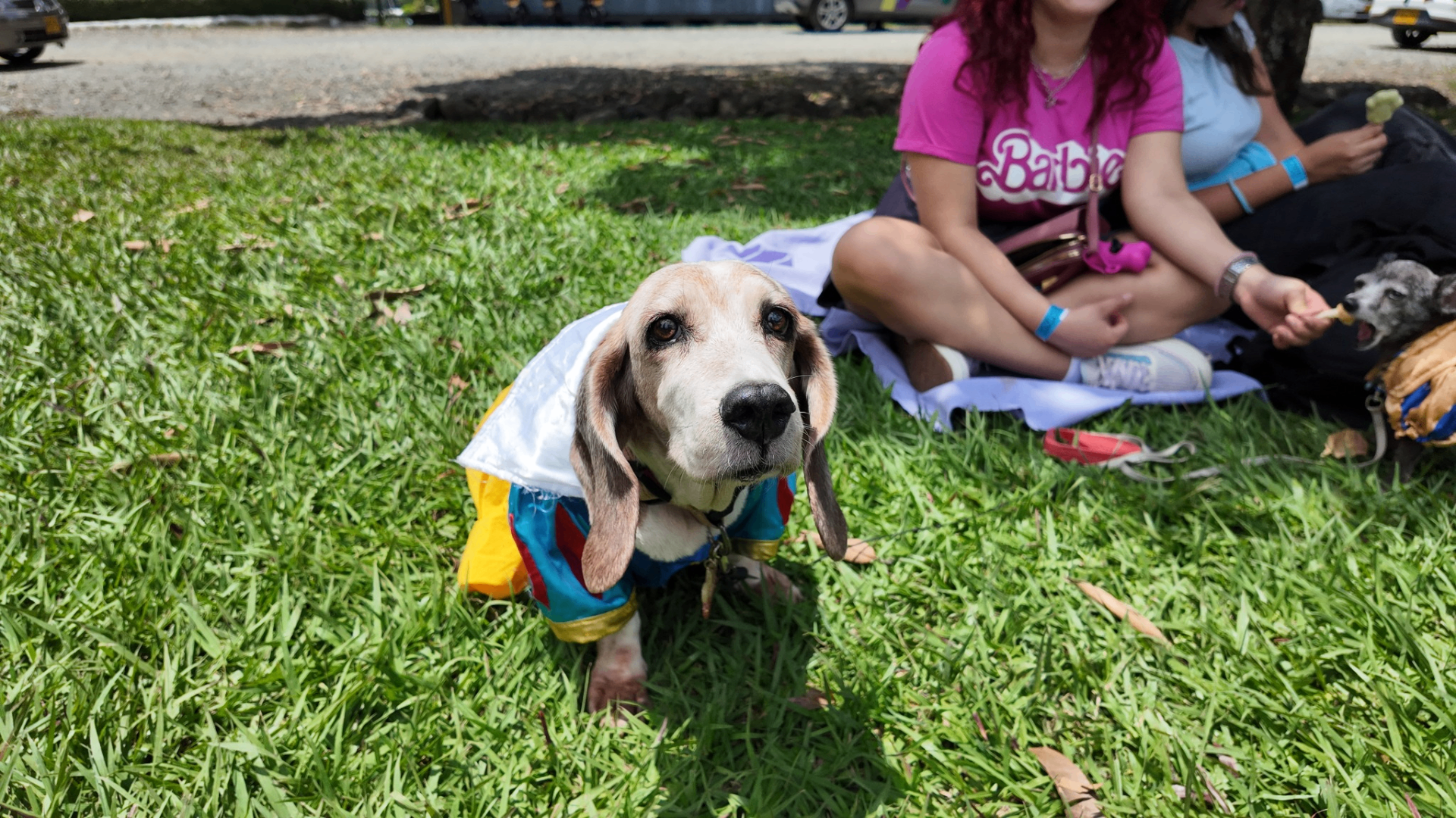 Mascota disfrutando del evento familiar pet friendly en FamyFest
