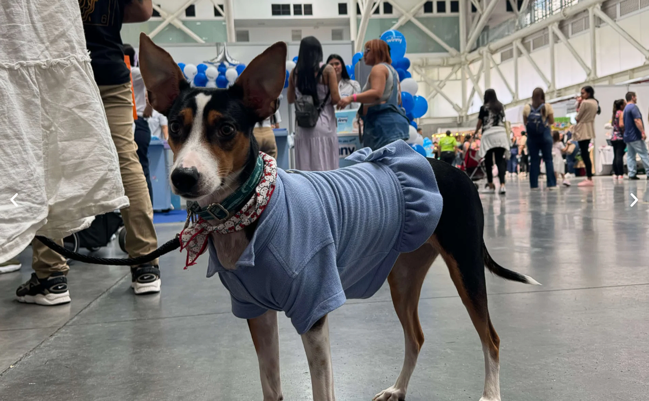 Mascota disfrutando del recorrido entre los stands del evento